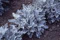 silver dust